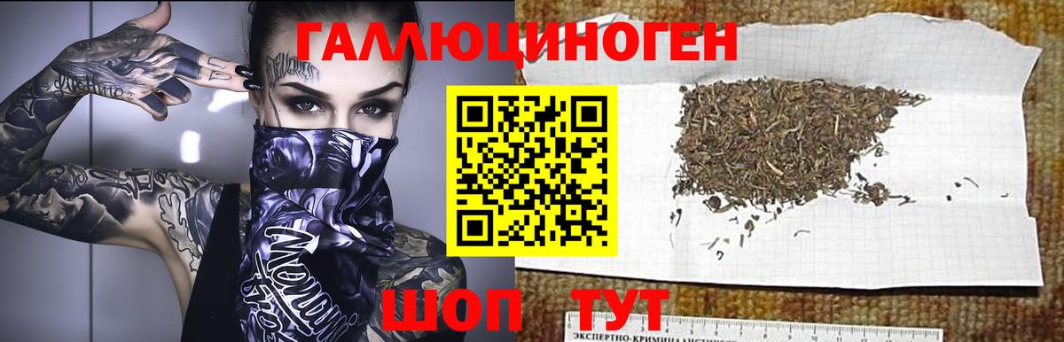 Псилоцибиновые грибы Psilocybe Иваново